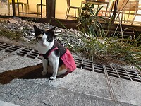 Cat in dress