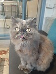 Cat by our hostel