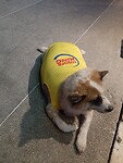 Burger King dog by ac bar