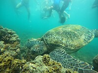Snorkeling tour, turtle