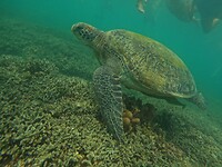 Snorkeling tour, turtle