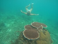 Snorkeling tour