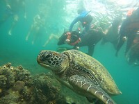 Snorkeling tour, turtle