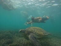 Snorkeling tour, turtle
