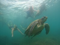 Snorkeling tour, turtle