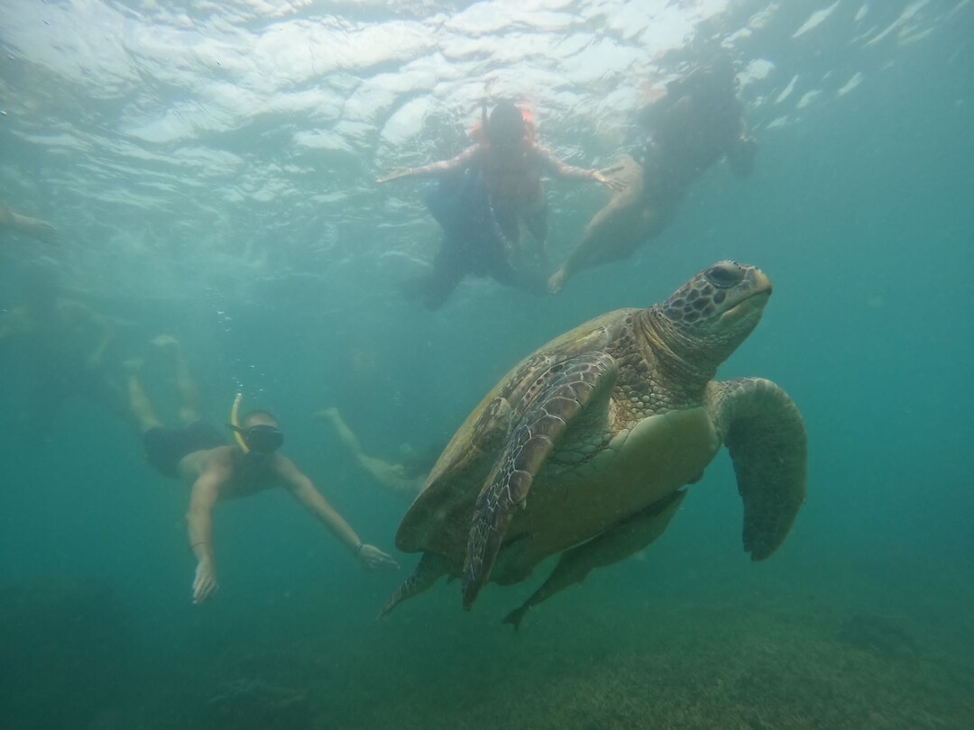 Snorkeling tour, turtle