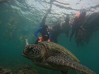 Snorkeling tour, turtle