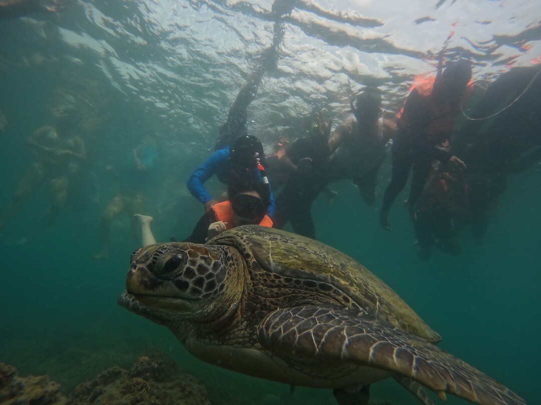 Snorkeling tour, turtle