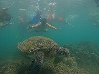 Snorkeling tour, turtle