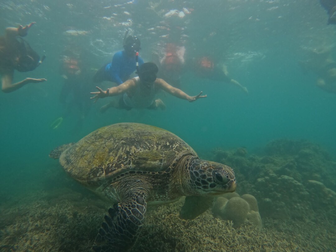 Snorkeling tour, turtle
