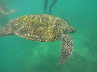 Snorkeling tour, turtle