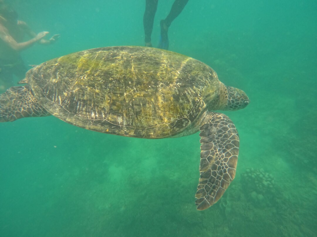 Snorkeling tour, turtle