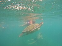 Snorkeling tour, turtle