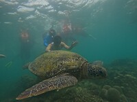 Snorkeling tour, turtle