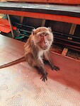 Longtail boat trip; monkeys