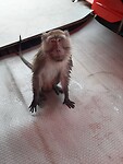 Longtail boat trip; monkeys