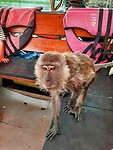 Longtail boat trip; monkeys