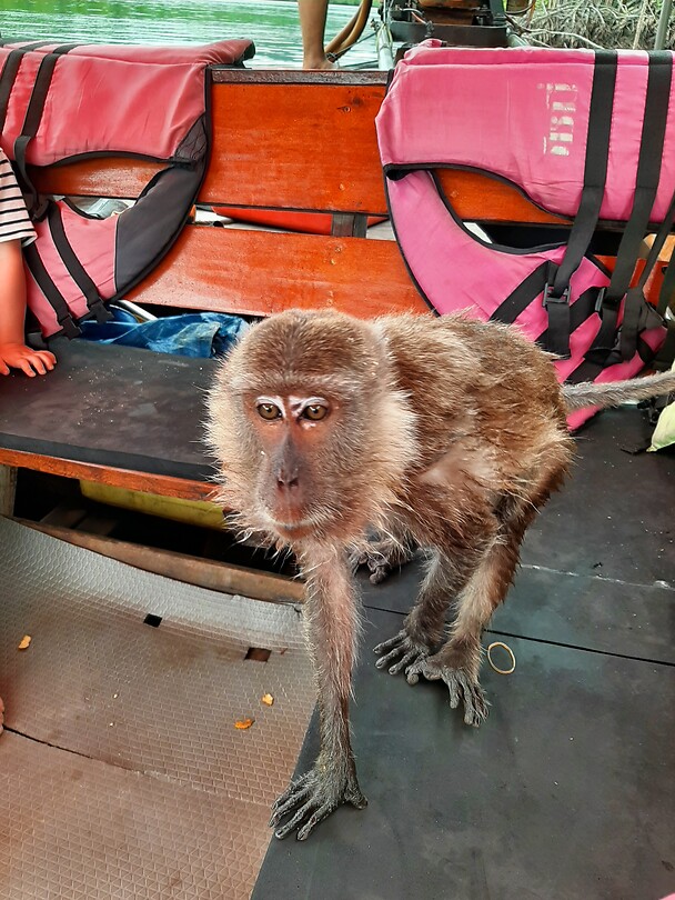 Longtail boat trip; monkeys
