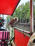 Longtail boat trip; monkeys
