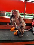 Longtail boat trip; monkeys