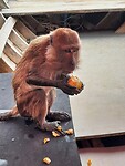 Longtail boat trip; monkeys
