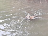 Longtail boat trip; monkeys