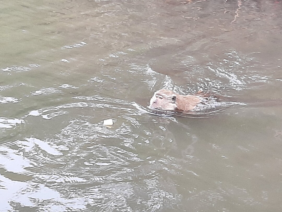 Longtail boat trip; monkeys