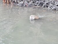 Longtail boat trip; monkeys