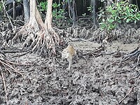 Longtail boat trip; monkeys