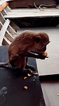Longtail boat trip; monkeys. Koh Lanta