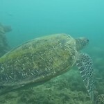 Koh Tao, snorkeling trip; turtle