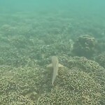 Koh Tao, snorkeling trip; baby Black tip reef shark