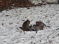 Monkey beach
