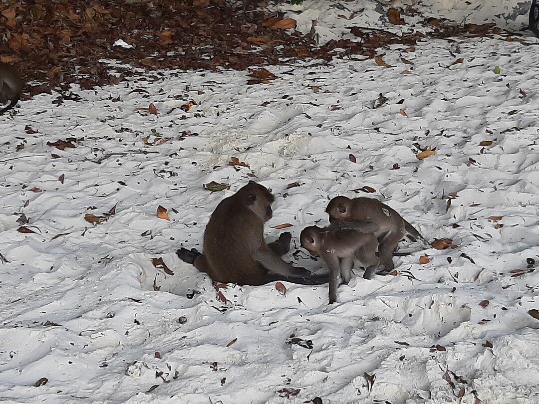 Monkey beach