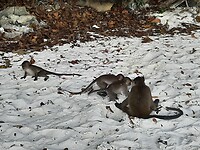 Monkey beach