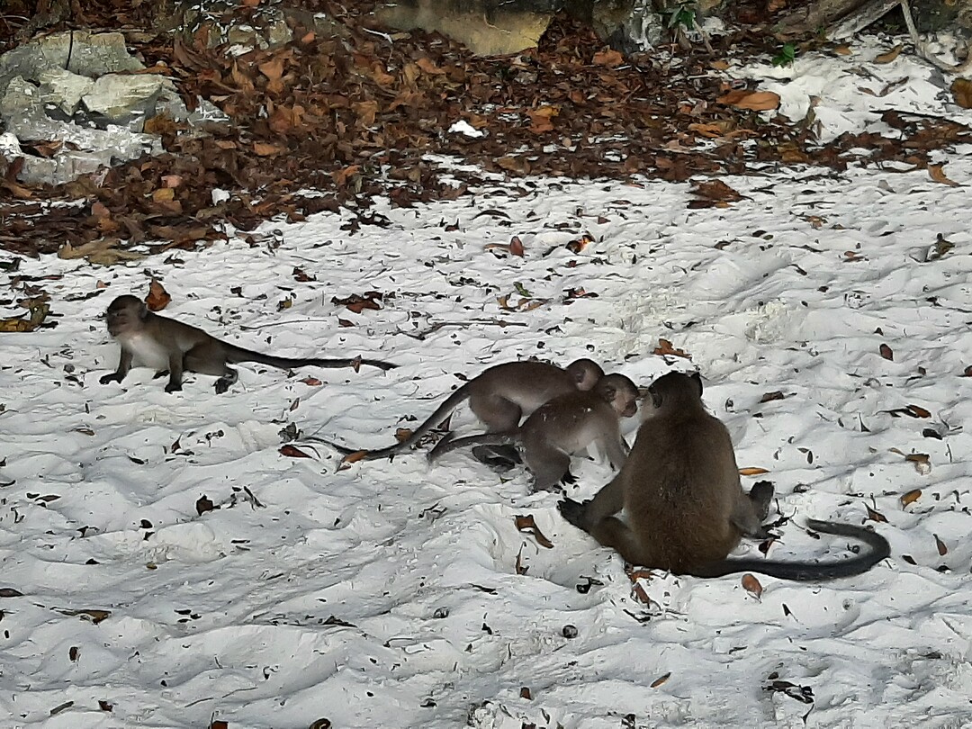 Monkey beach