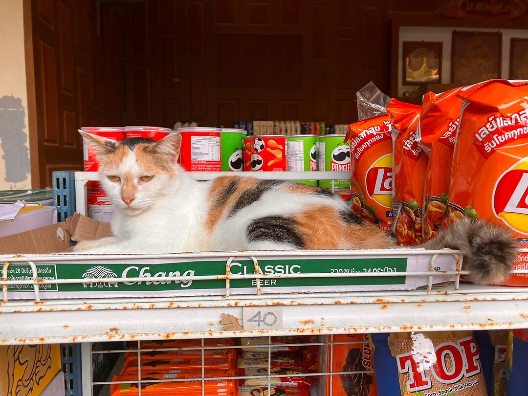 Cat 🐈 😻  in the supermarket