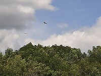 Bat cave and mangrove tour