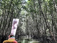 Bat cave and mangrove tour