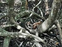 Monkeys
