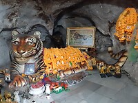 Tiger cave
