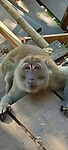 Monkey trail