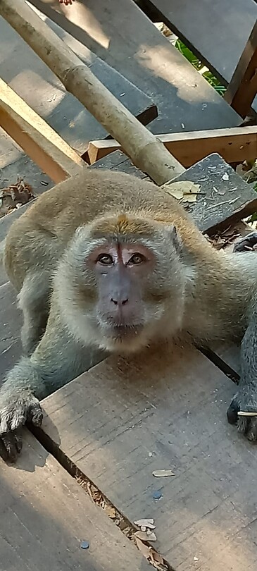 Monkey trail
