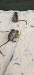 Monkey trail