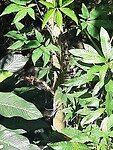Lizard on the tree