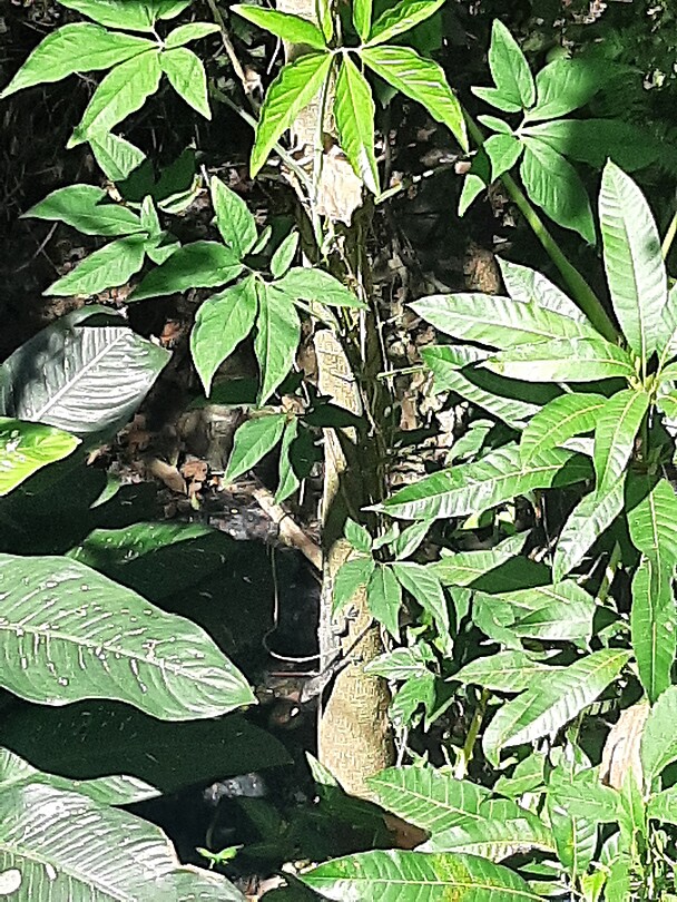 Lizard on the tree