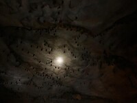 Khao Sok, National Park, bat cave