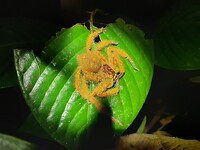 Khao Sok, National Park, Night safari