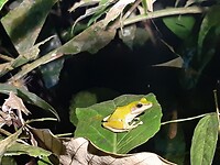Khao Sok, National Park, Night safari