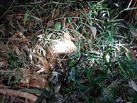 Khao Sok, National Park, Night safari 🐍 snake